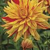 Image of Vulcan Semi-Cactus Dahlia