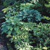 Image of Shade Loving Hostas Mixed