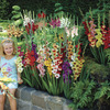Image of Cutflower Gladiolus Garden Mix