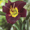 Image of Bela Lugosi Daylily