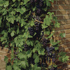 Image of Valiant Grapes