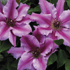 Image of Cherokee Clematis