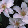 Image of Chantilly Clematis