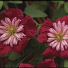 Image of Avant Garde Clematis