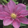 Image of Abilene Clematis
