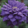 Image of Franziska Maria Clematis