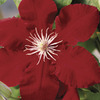 Image of Rebecca Clematis