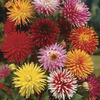 Image of Hybridizers Dahlia Mix