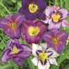 Image of Purple & White Daylily Blend