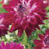 Image of Fantaste Du Cape Dinner Plate Dahlia