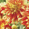 Image of Bodacious Dinner Plate Dahlia