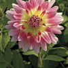 Image of Tropical Sunset Dahlia