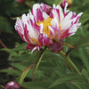 Image of Twitterpated Peony
