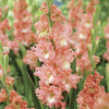 Image of Fringed Coral Lace Gladiolus