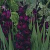 Image of Belle de Nuit Gladiolus