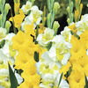 Image of Lemon Ice Blend Gladiolus