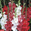 Image of Peppermint Blend Gladiolus