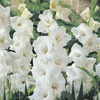 Image of White Prosperity Gladiolus