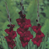 Image of Arabian Night Gladiolus