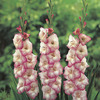 Image of Cheops Gladiolus