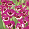 Image of Vandohla Gladiolus