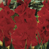 Image of Oscar Gladiolus