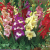 Image of Glamini Mix Gladiolus