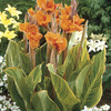 Image of Pretoria Variegated Canna