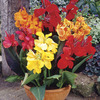 Image of Dwarf Canna Mix