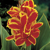 Image of Lucifer Canna