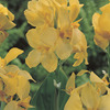 Image of Yellow Futurity Canna