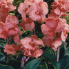 Image of Pfitzer's Chinese Coral Canna