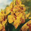 Image of Picasso Canna