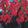 Image of Red Futurity Canna