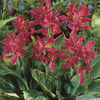 Image of Pink Beauty Canna