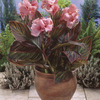 Image of Pink Sunburst Canna