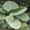 Image of Thailand Giant Elephant Ear