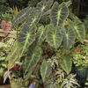 Image of Illustrious Elephant Ear