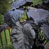 Image of Royal Hawaiian Black Coral Elephant Ear