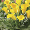 Image of Millennium Gold Calla Lily