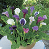 Image of Blush Blend Calla Lily