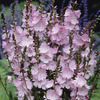 Image of Elsie Heugh Prairie Mallow