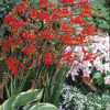 Image of Lucifer Crocosmia