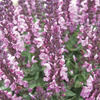Image of Sensation Rose Salvia