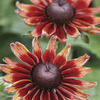 Image of Cherry Brandy Rudbeckia