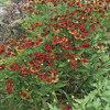 Image of Red Jewel Helenium