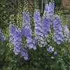 Image of Morning Lights Deliphinium