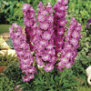 Image of Pink Punch Delphinium