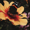 Image of Date Happy Single Dahlias