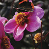 Image of Juliet Happy Single Dahlias